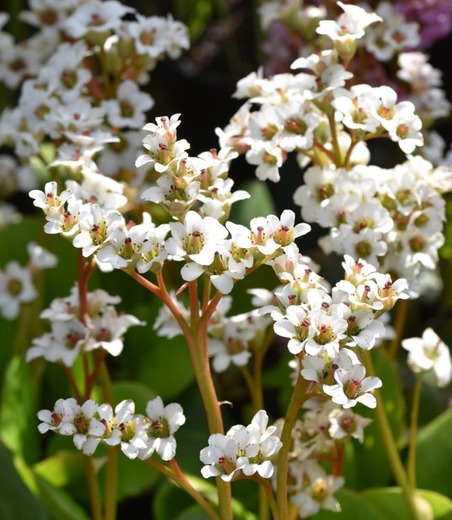 Bergenia  'Bressingham White' 