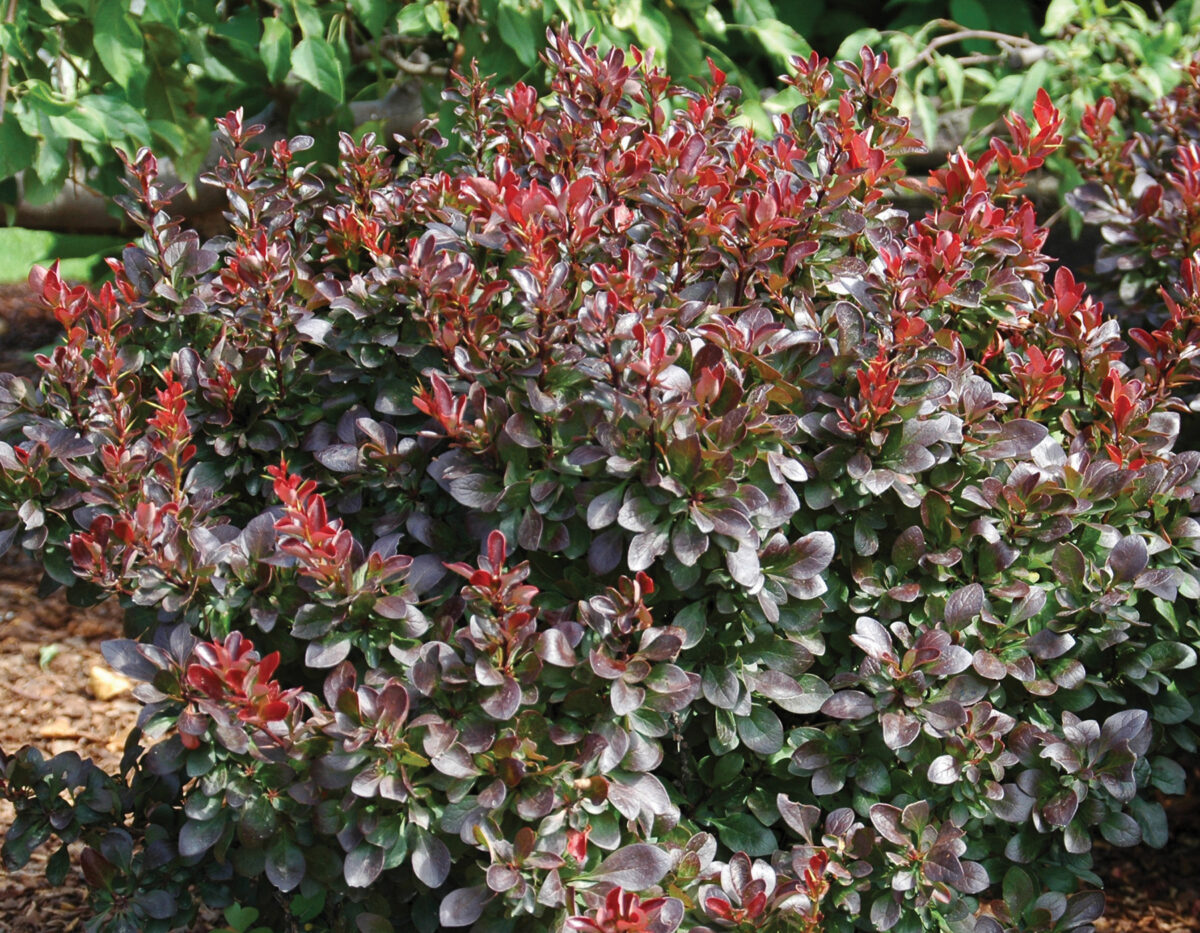 Berberis thunbergii Midnight Ruby ('Midruzam') PP25609* 