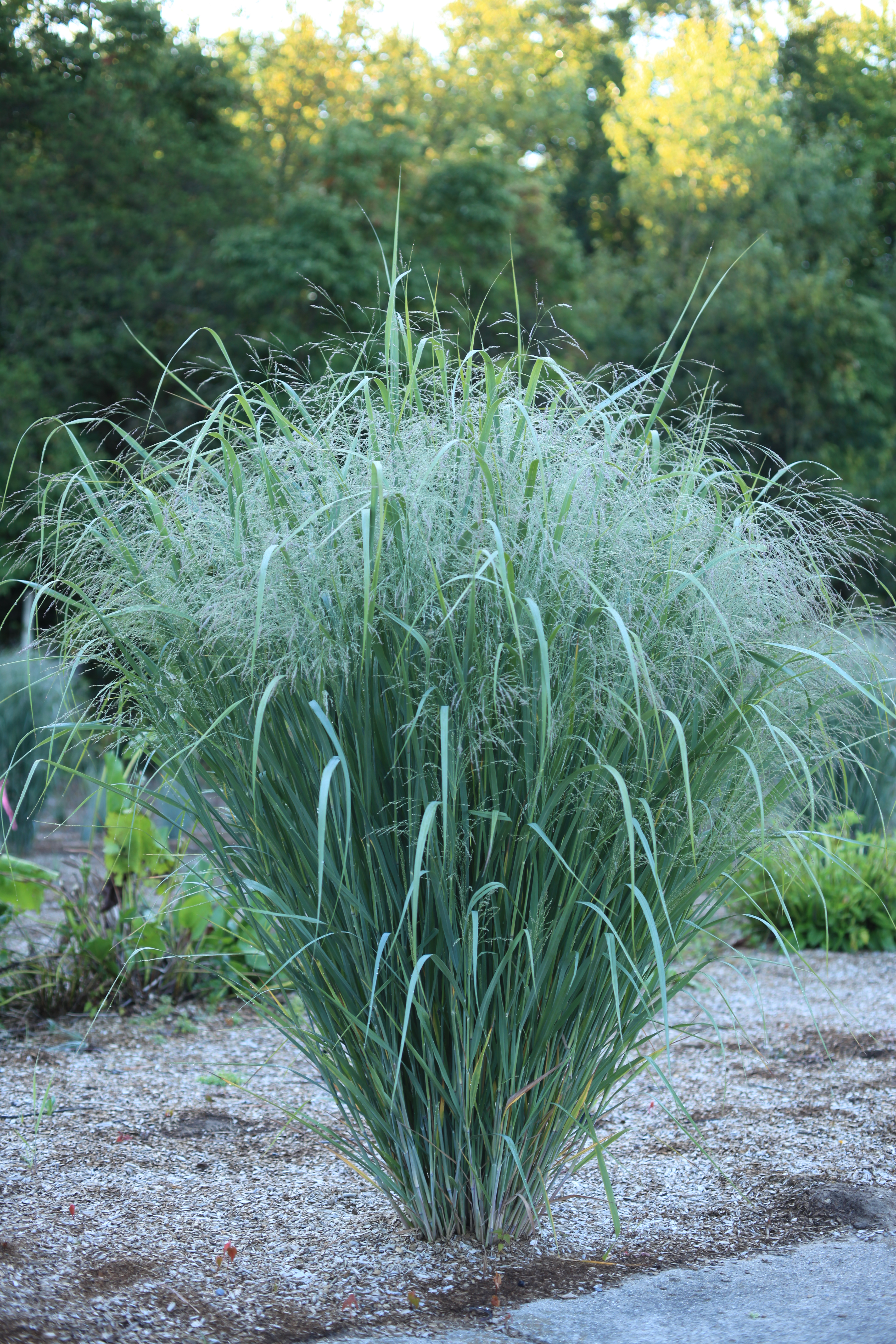 Grass - Panicum virgatum Dream Catcher® Old Faithful® (`Nonlufht') 