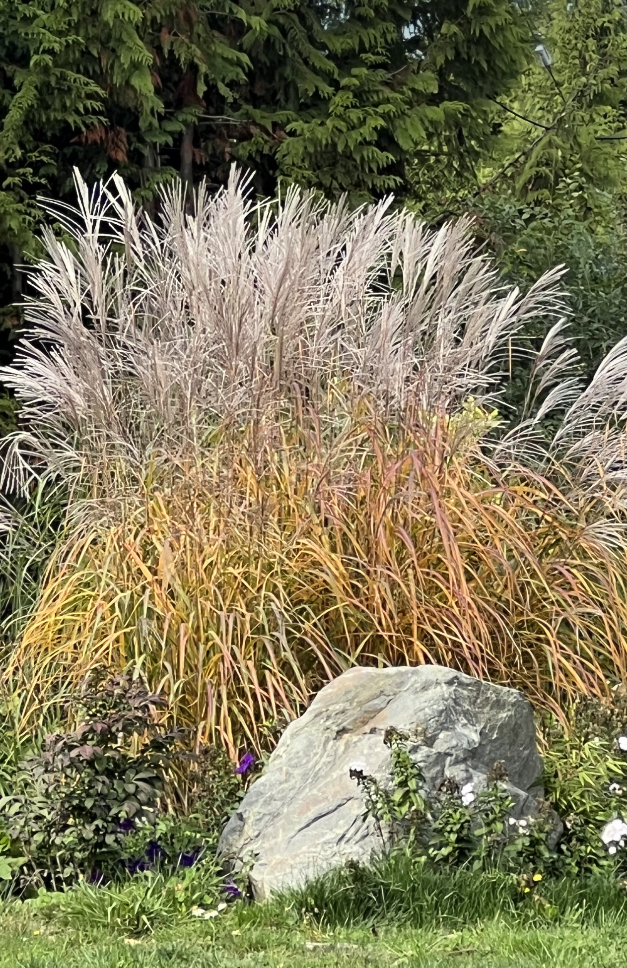 Grass - Miscanthus sinensis 'Autumn Sunset'  