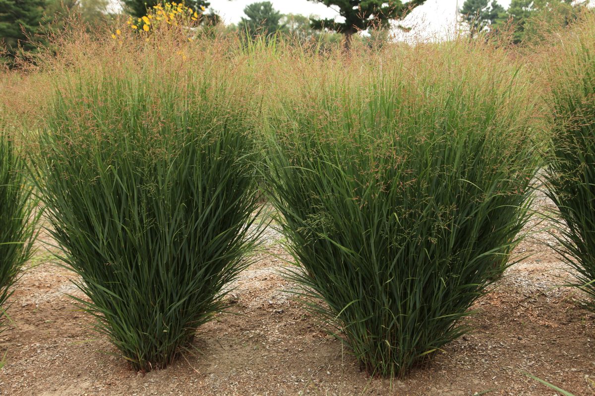 Grass - Panicum virgatum Dream Catcher® Kindred Spirit ('Nontirpsde')