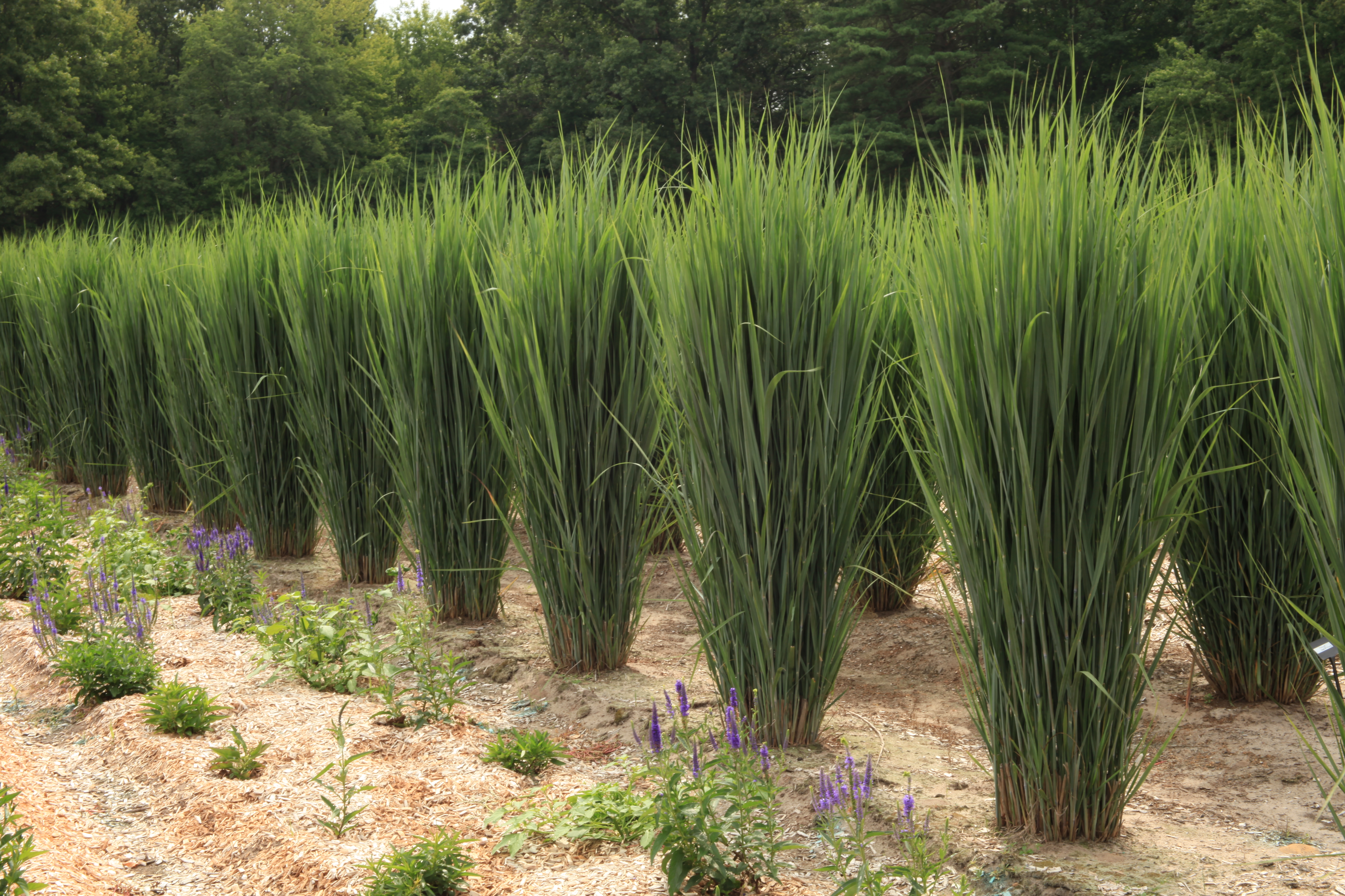 Grass - Panicum virgatum Dream Catcher® Lightning Bolt® (`Nontlobg’)