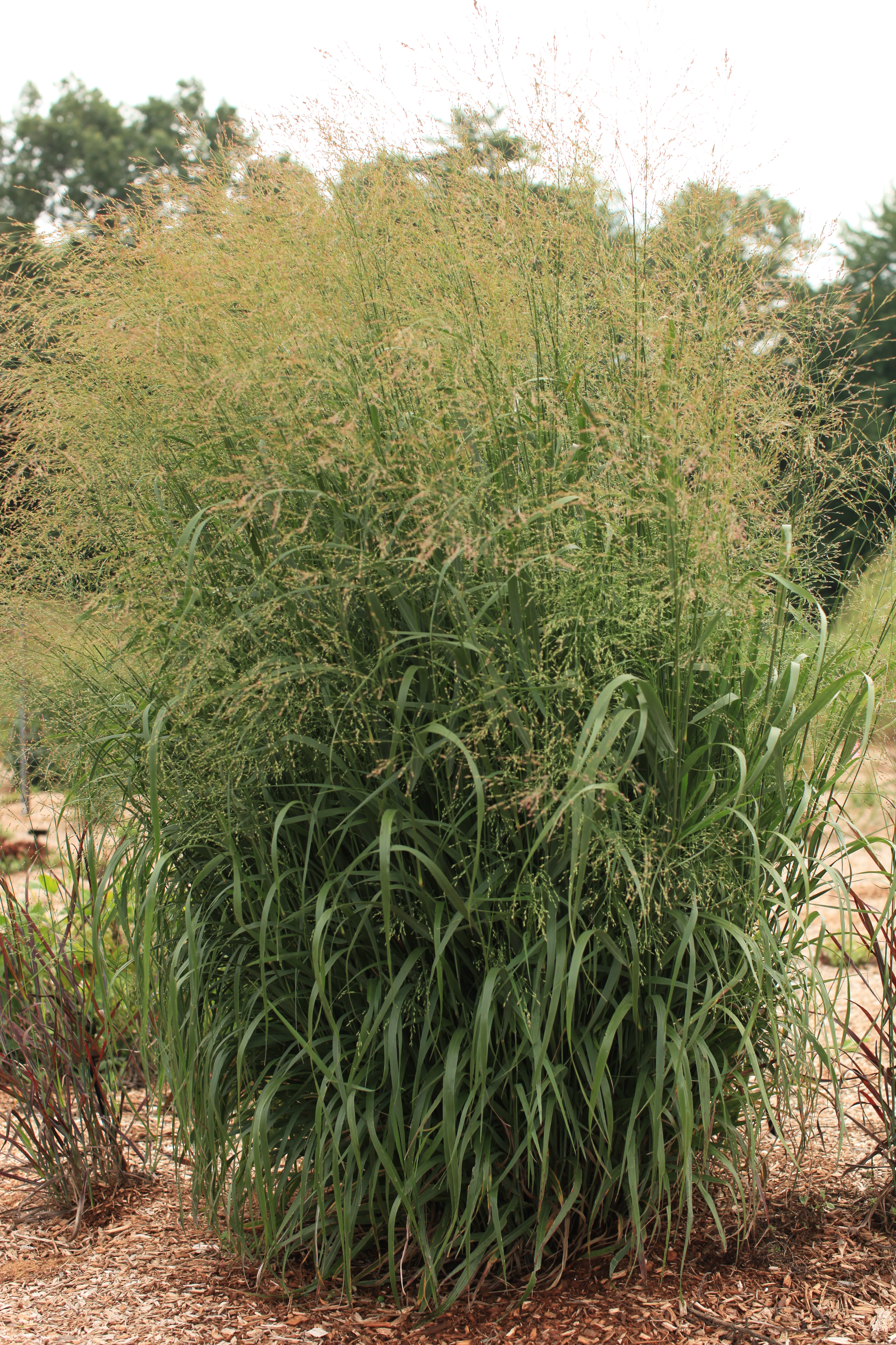 Grass - Panicum virgatum Dream Catcher® Misty Waterfall® (`Nonllafr’)  