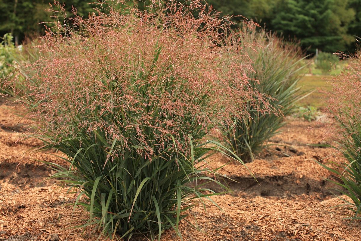 Grass - Panicum virgatum Dream Catcher® Smoky Rose® (‘Nonesory’)