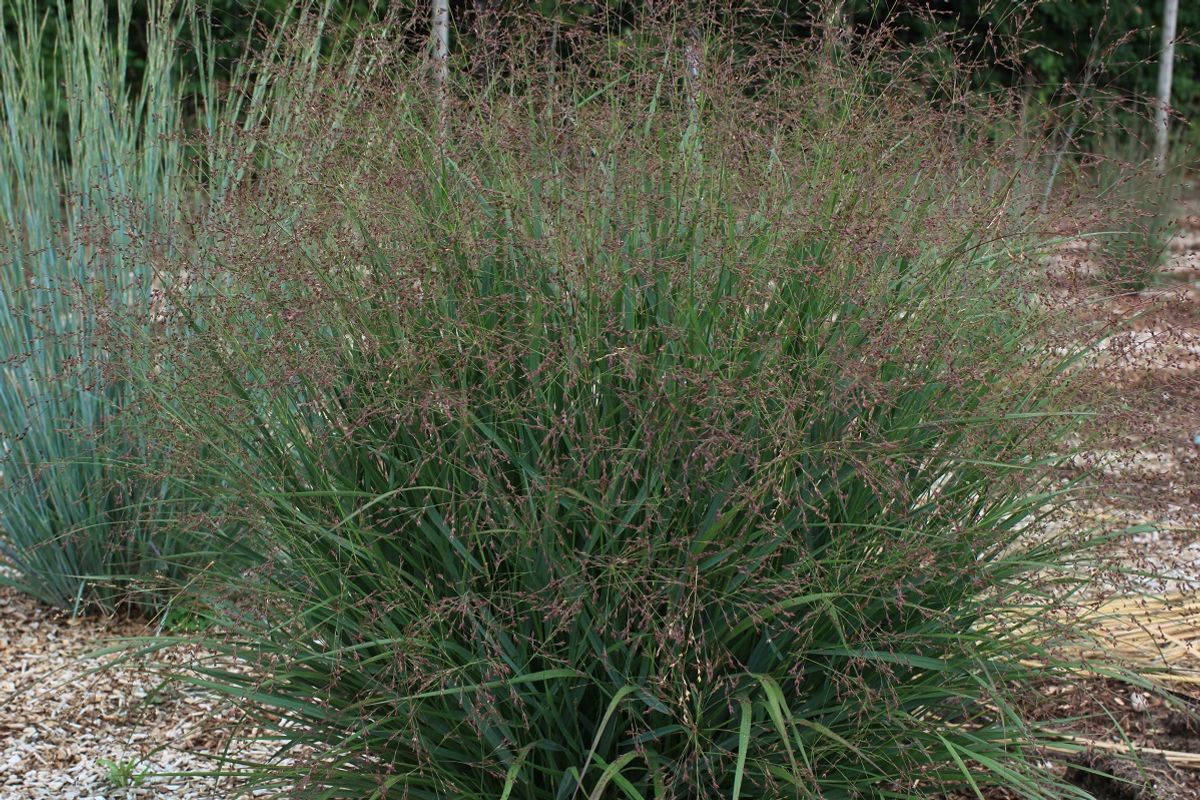 Grass - Panicum virgatum Dream Catcher® Tumbleweed® ('Nondee')