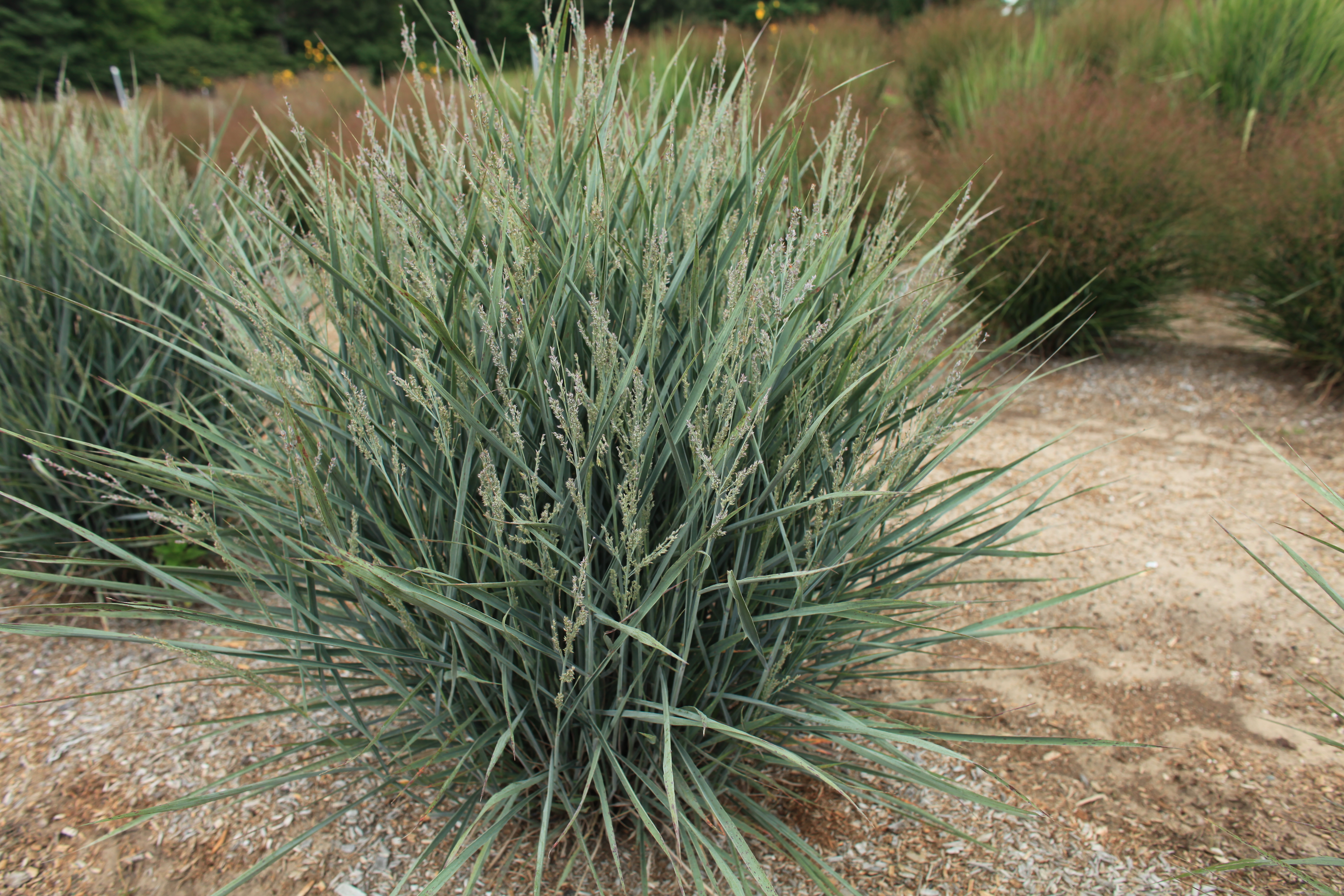 Grass - Panicum virgatum Dream Catcher™ Little Boy Blue® ('Noneulby')         