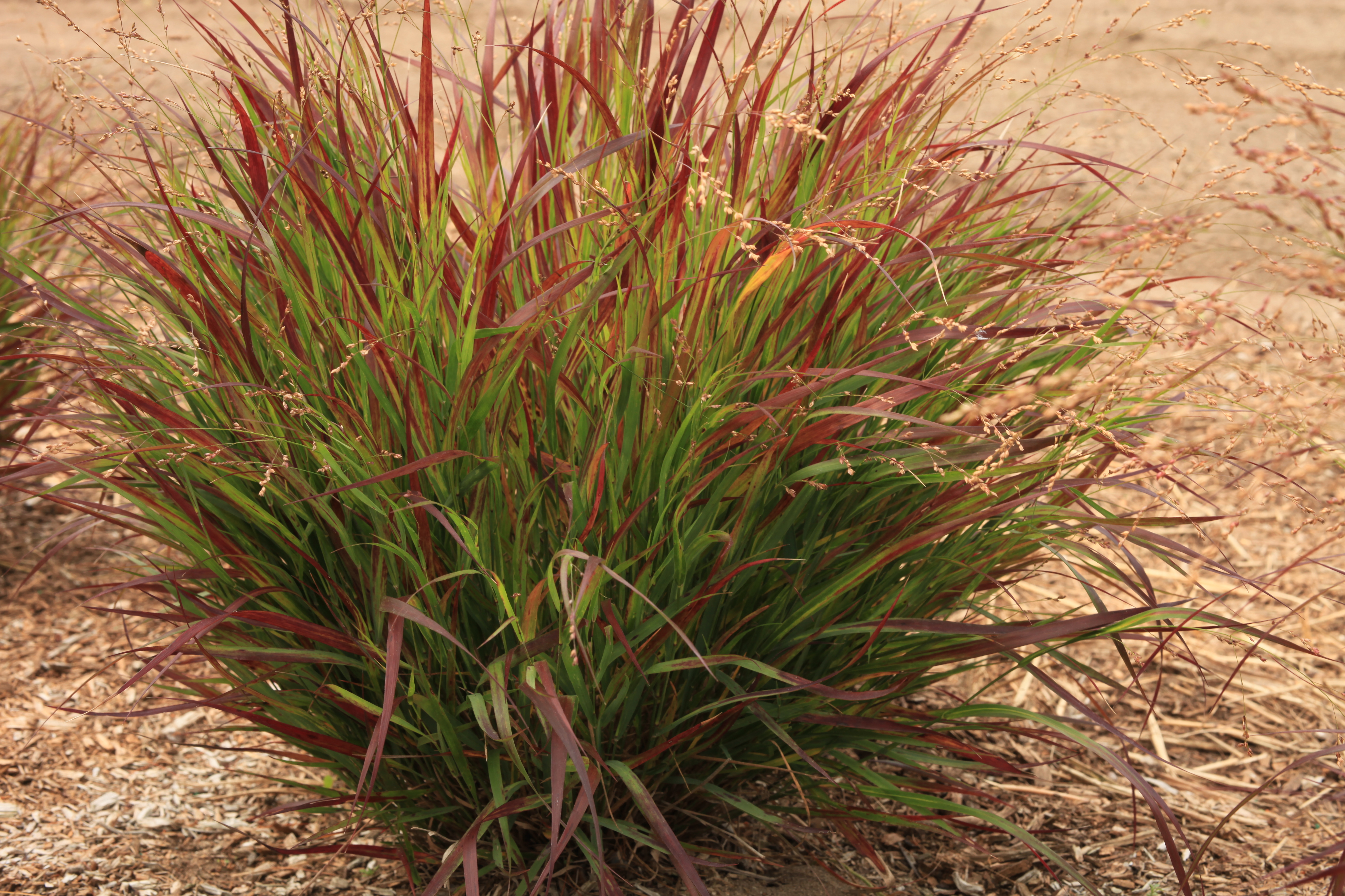 Grass - Panicum virgatum Dream Catcher® Cherry Bomb™ ('Nonbmob')