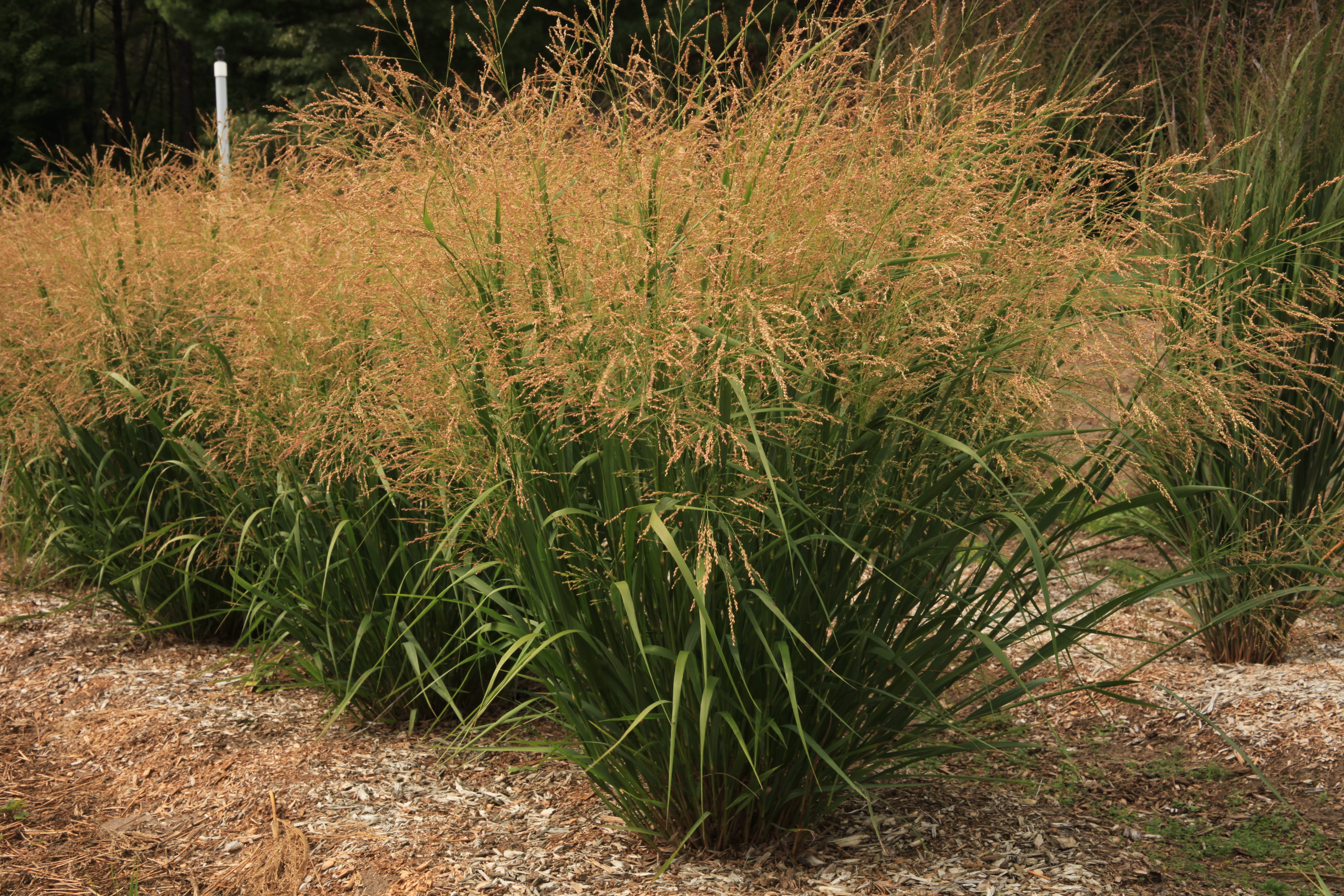 Grass - Panicum virgatum Dream Catcher® Wellspring Gold™ ('Nondlogg') 