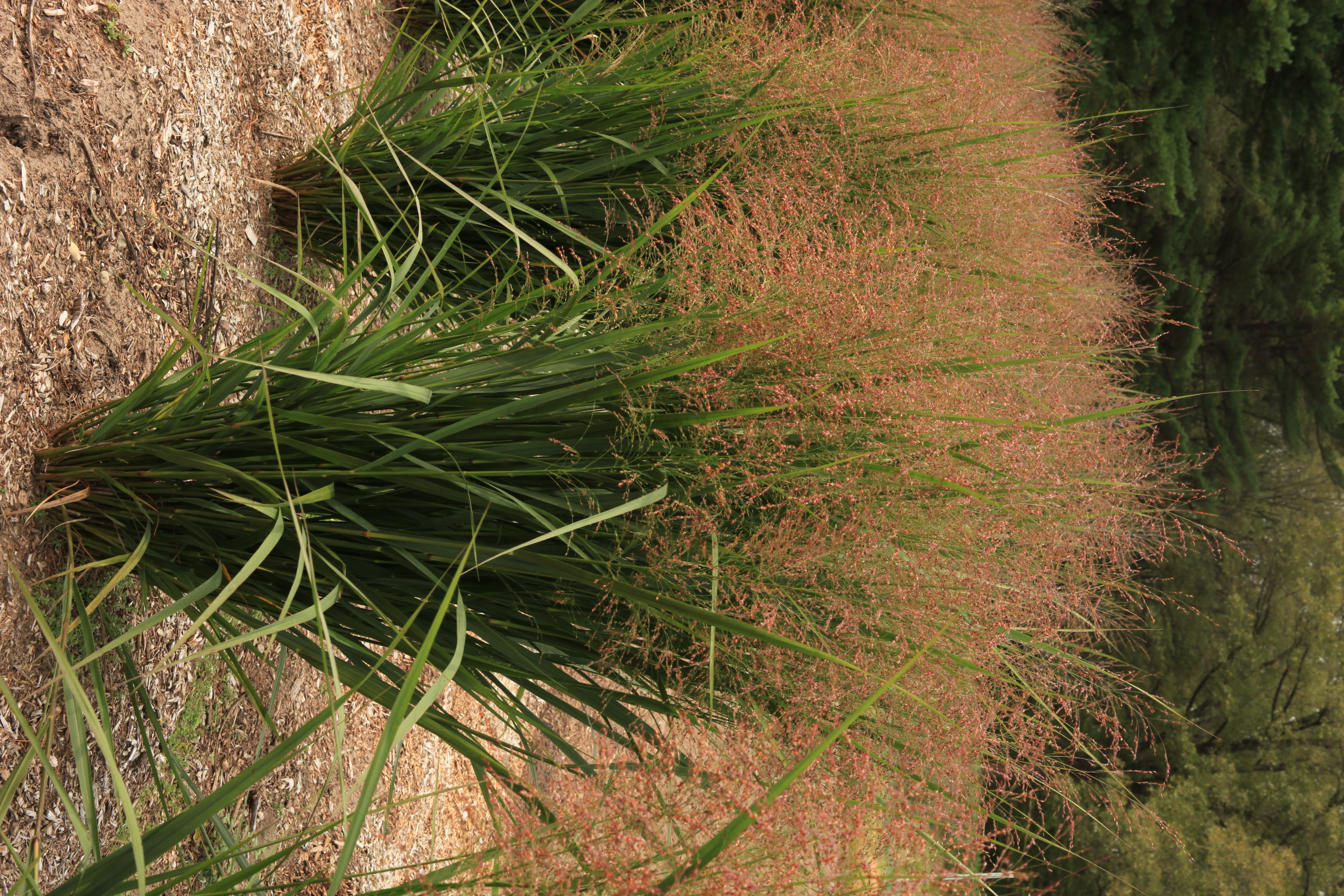 Grass - Panicum virgatum Dream Catcher® Wind Chaser™ ('Nonresa') 